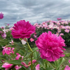 佐藤薬品工業和漢訳研究所　芍薬のお花